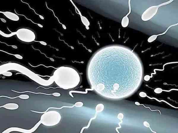 卵巢早衰试管用什么方案好？微刺激还是拮抗剂方案？