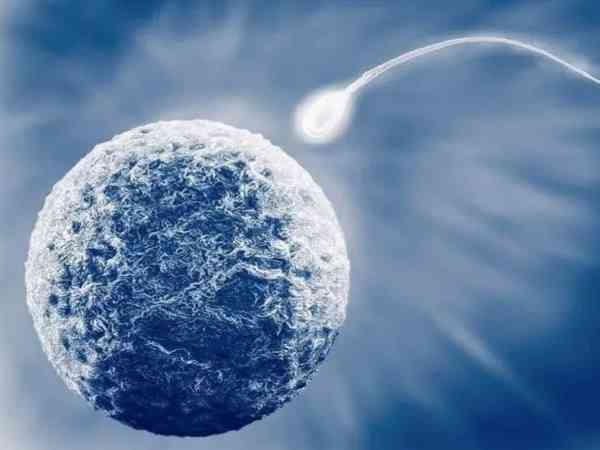 三代试管婴儿为什么只能移植一个优质囊胚？
