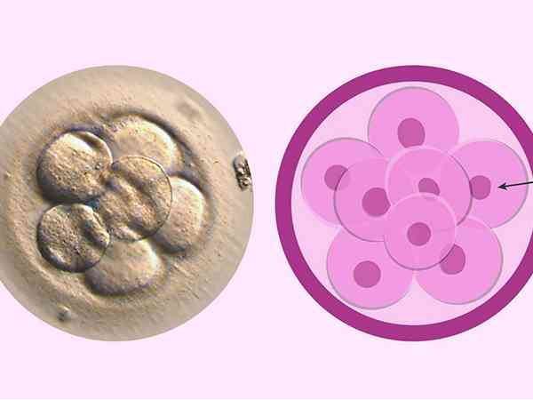4aa囊胚和6aa囊胚区别除发育快慢外还有其他的吗？