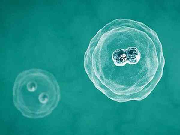 移植单个4ab冻囊胚最晚是第几天测出来的？