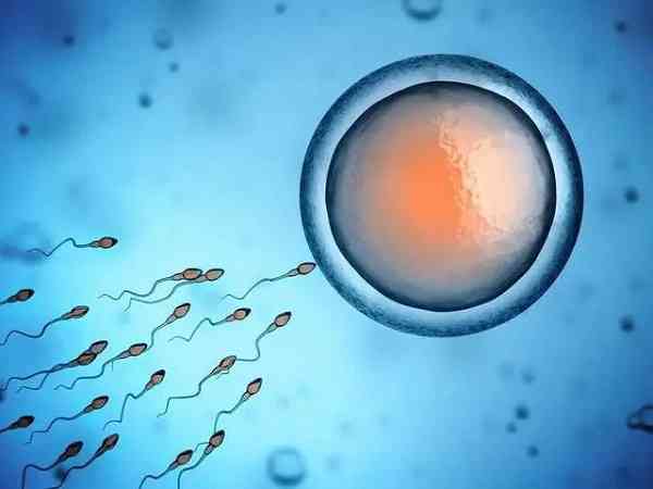 在人工授精中一次最多打入多少个精子？