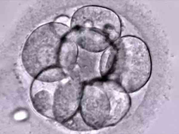 移植两个三天的鲜胚6c2成功率高吗？