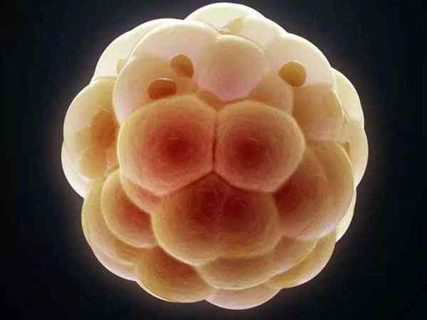第三天7c3的胚胎质量好不好？移植成功率有多少？