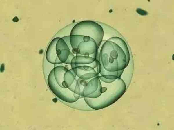 7细胞1级胚胎好不好？能到冻胚的标准了吗？