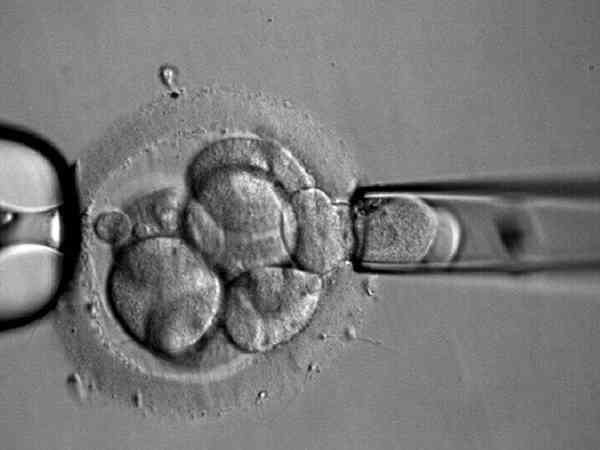 冻胚8c4是最好的优质胚胎吗？