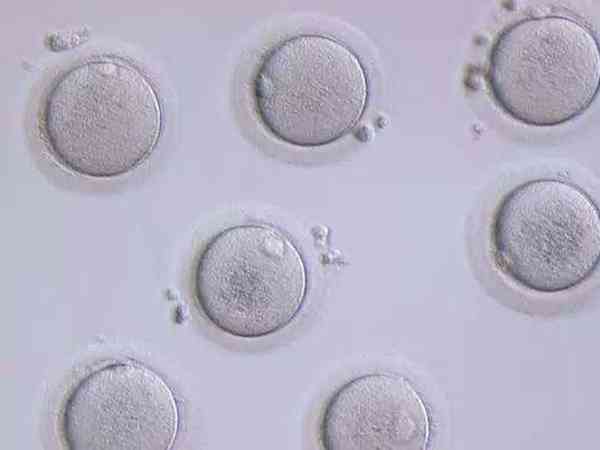 三天的8c3是可以移植的胚胎等级吗？