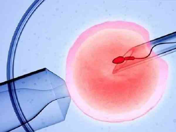 移植鲜胚2个都成活为双胎的成功率高吗？
