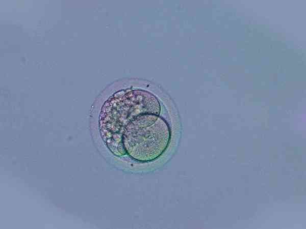 9c3胚胎移植和养囊成功率如何？