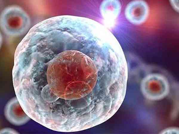 解冻后胚胎变12细胞移植成功率大吗