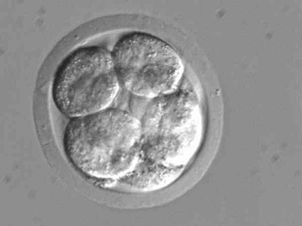 胚胎10c1是什么等级？质量好吗？