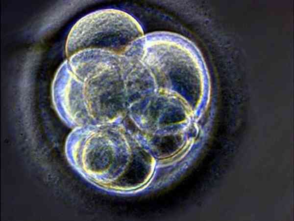 11细胞的胚胎质量好吗？能用来移植吗？