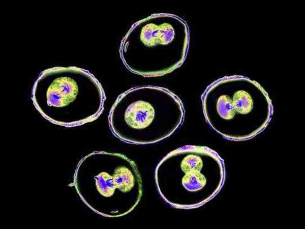 3天14细胞胚胎属于优胚吗？是几级胚胎？
