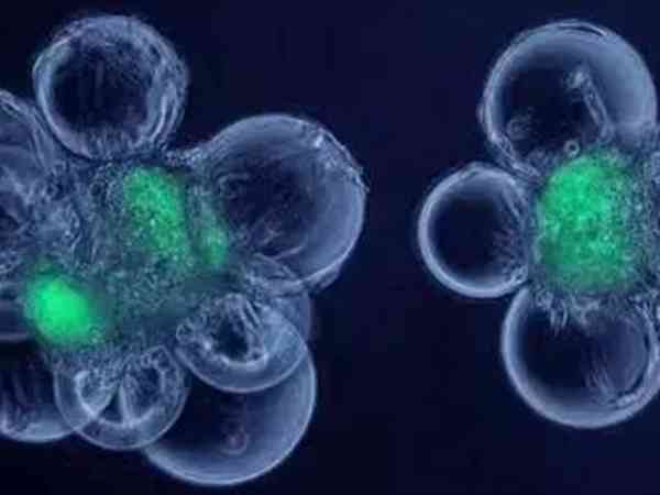 试管6细胞的胚胎养囊结果会很差吗？