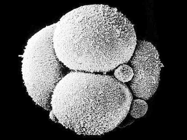 6细胞胚胎医生不建议移植是为什么？