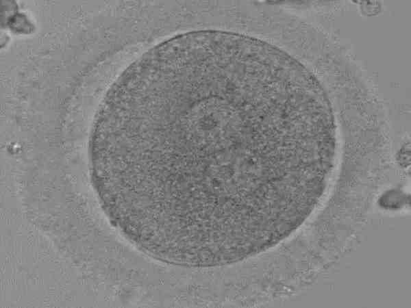 第三天的6细胞胚胎养囊成功率高吗？