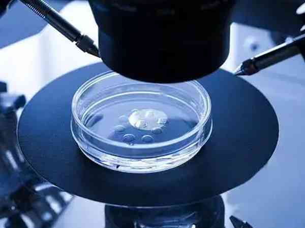 培养四天的胚胎算囊胚还是冻胚？