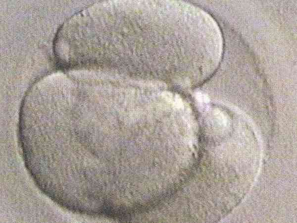 3细胞鲜胚胎可以移植成功吗？