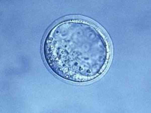 养囊成功的都是质量好的一级优质胚胎吗？