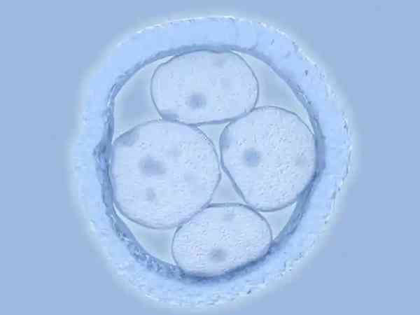 第三天融合胚胎是特级胚胎吗？
