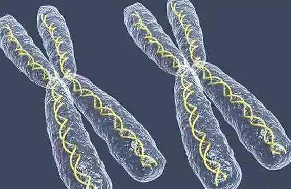 胚胎22号染色体三体是母体原因导致的吗？