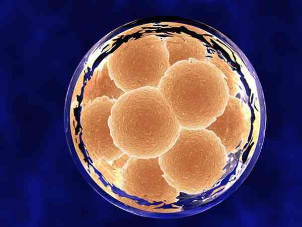 只有一个6天的4bc冻囊胚有必要移植吗？