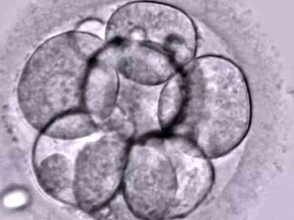 囊胚4bc质量到底怎么样？移植成功率高吗？
