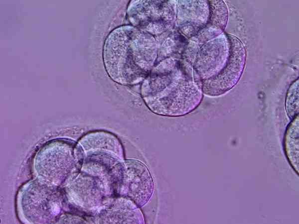 鲜胚融合胚胎和8细胞哪个质量更好一点？