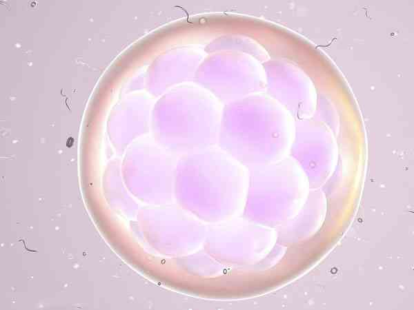 鲜胚质量一般达到几级才移植？