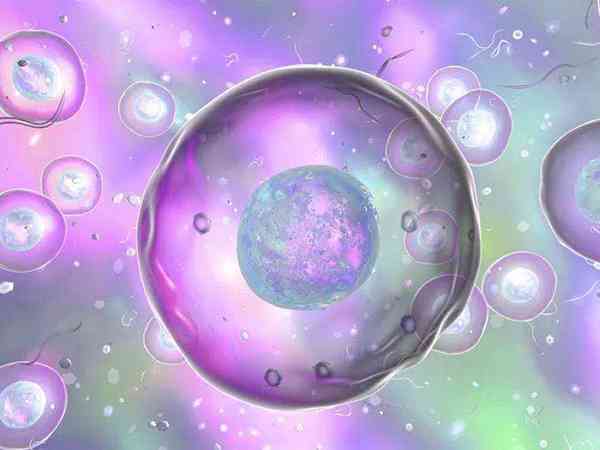 6细胞2级胚胎好养囊吗？