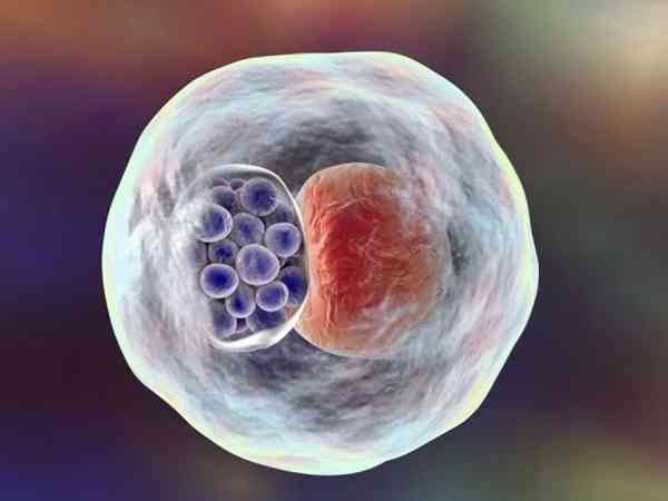 7细胞2级优质胚胎养囊成功率高吗？