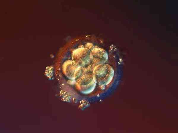 8细胞1级胚胎养囊成功率有多少？