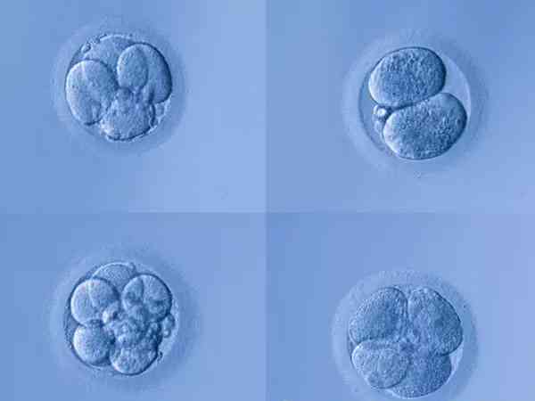 胚胎碎片率20%移植后能成功吗？