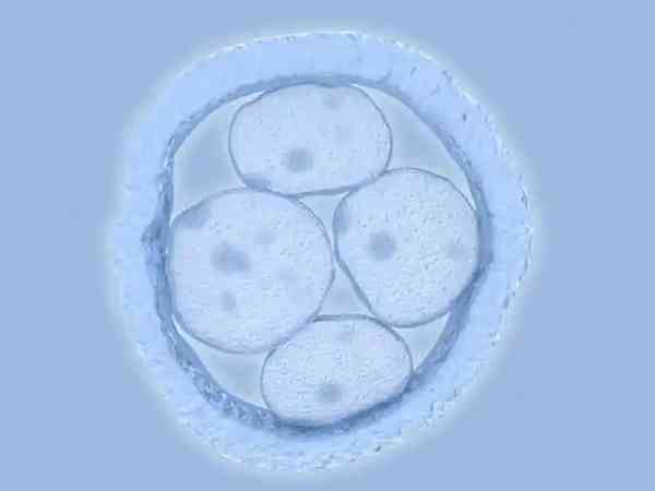 融合胚胎的移植成功率一般能达到多少呢？