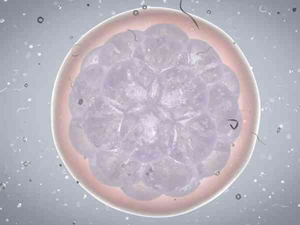 三代试管移植4bb嵌合囊胚可以吗？