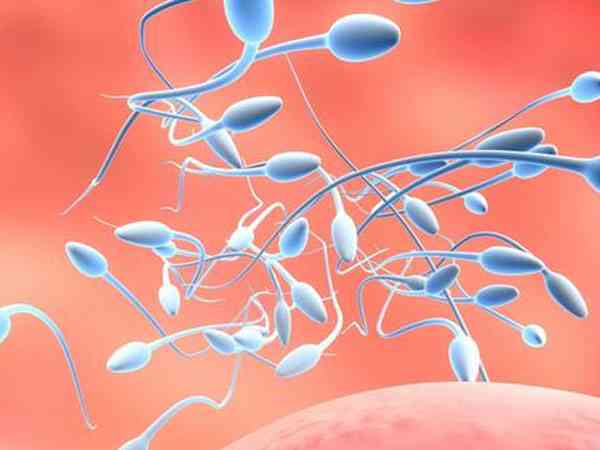 囊胚的质量好坏和精子有没有关系？