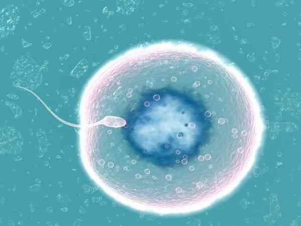 备孕是先让精子等卵子更容易受孕成功吗？