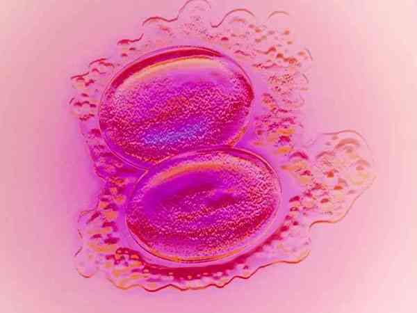 第五天融合胚胎还能成囊胚吗？