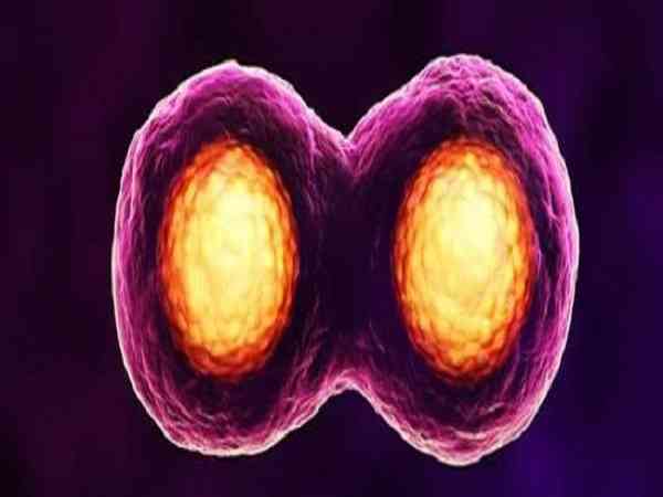 胚胎完全融合和半融合的区别是什么？