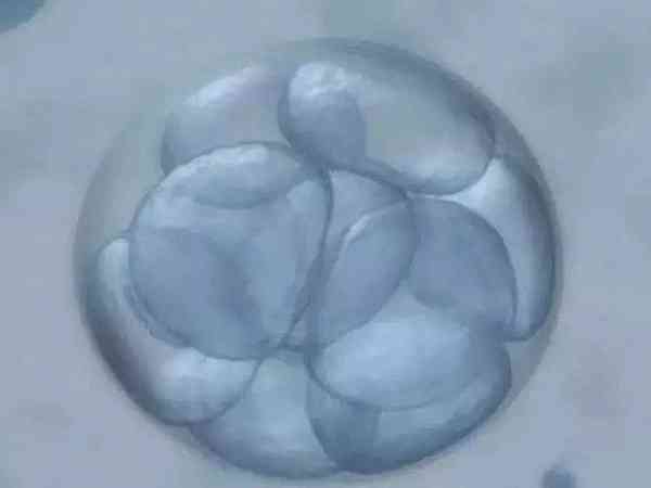 5细胞的二级胚胎质量很差吗？
