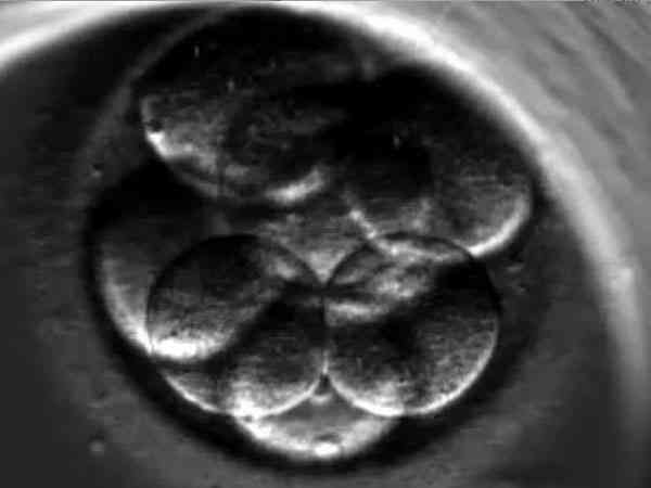 3天的8细胞2级胚胎是优胚吗？