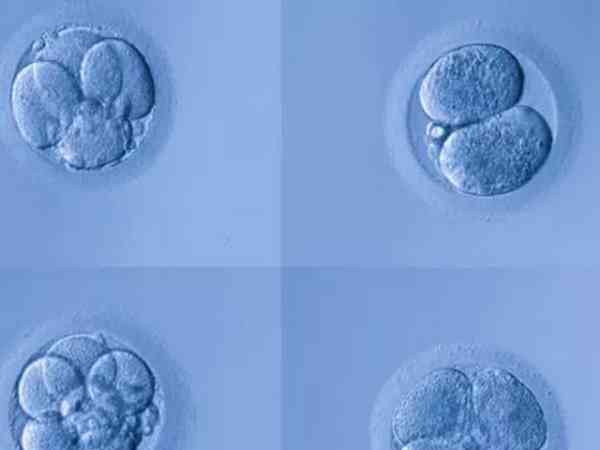 三级5细胞是质量很差的胚胎吗？