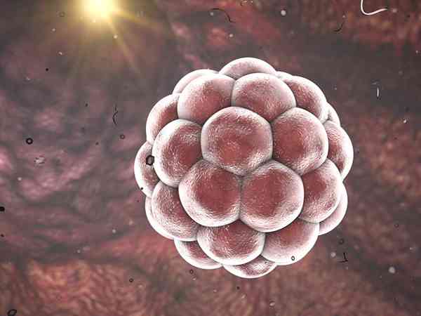 6细胞2级的胚胎质量很差吗？