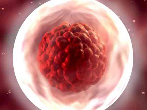 移植两个桑椹胚的成功率有多高？