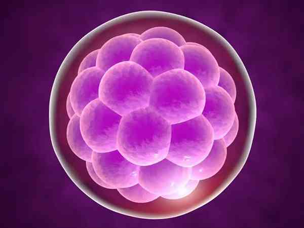 取卵后移植桑葚胚胎好还是囊胚好？