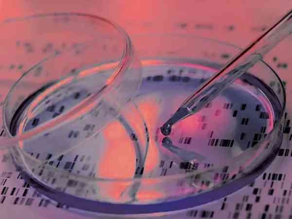 5天桑椹胚可以进行胚胎性别鉴定吗？