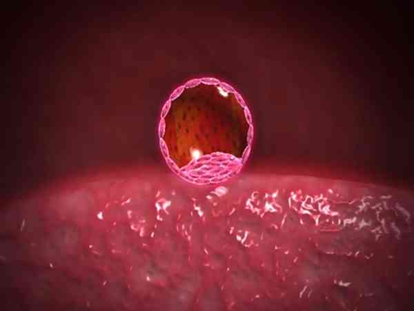 胚胎发育到原肠胚可以用于胚胎移植吗？