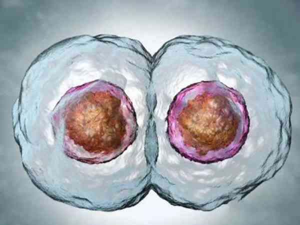 移植2个三级冷冻卵裂期胚胎成功率高吗？