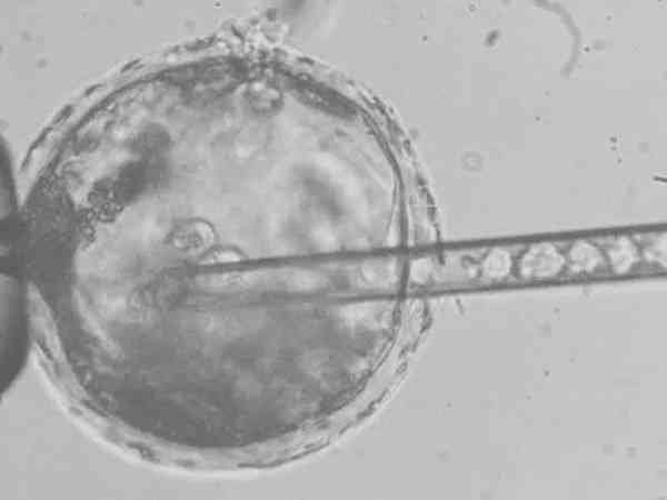嵌合体60%的胚胎移植后会怎么样？
