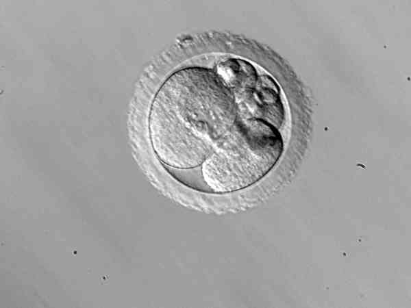 马赛克胚胎一般成功生下健康宝宝的几率高吗？