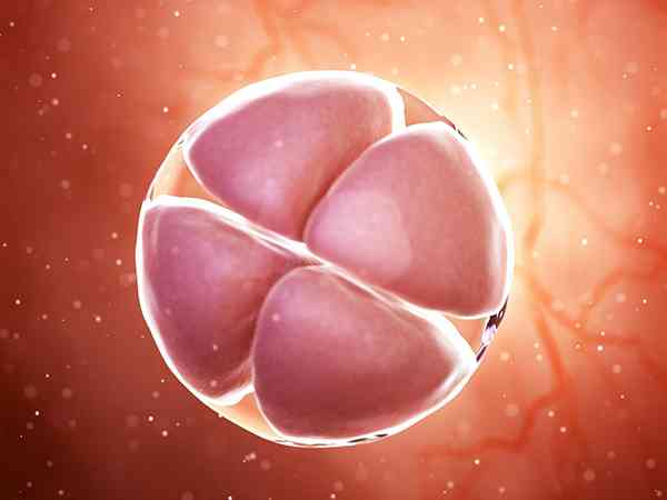 三代30%嵌合体胚胎能不能移植？